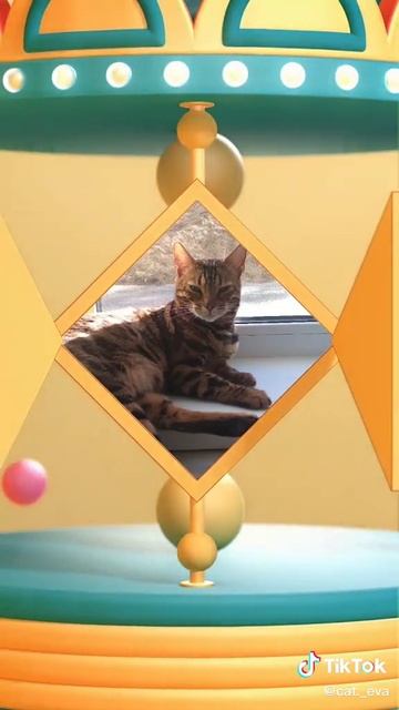 Кошка Ева! ПОДПИСЫВАЙТЕСЬ!