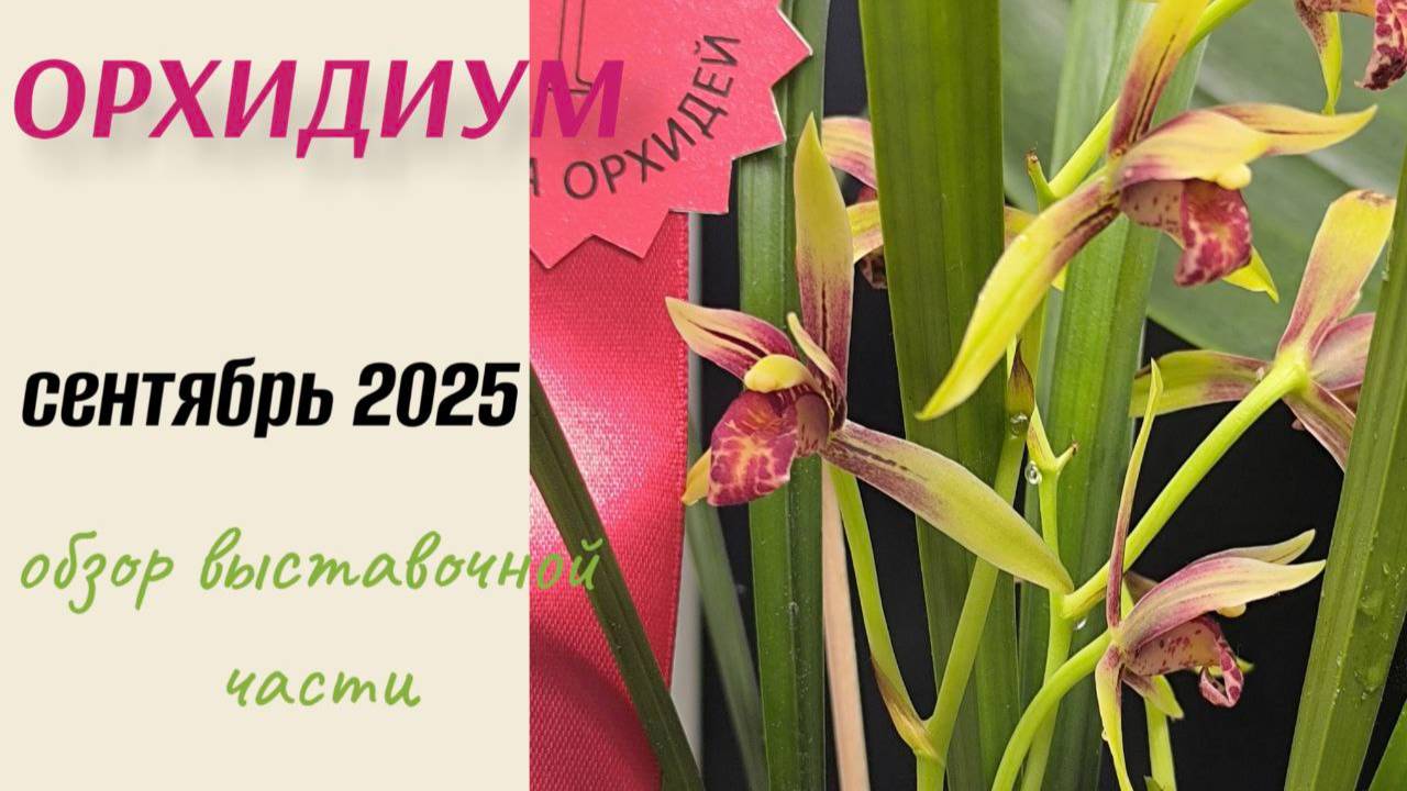 Орхидиум осень 2025. Обзор выставочной части 🌸😍🔥 #орхидиум2025 #orchidium #орхидиум