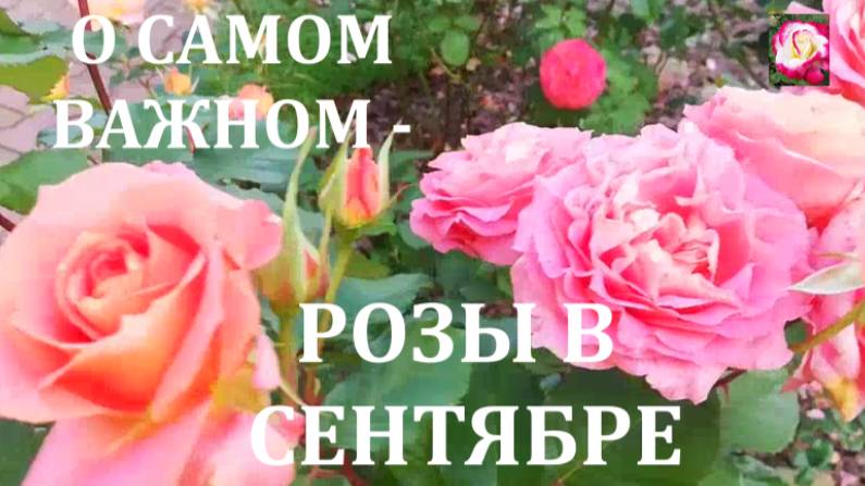 УХОД ЗА РОЗАМИ В СЕНТЯБРЕ
