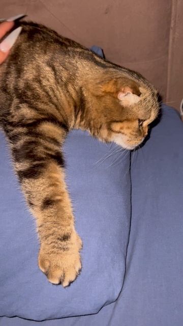 Милая шотландская вислоухая кошечка 🐈