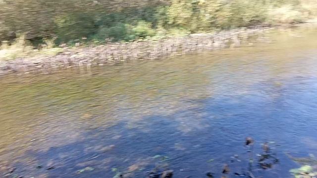 немного по копал, встреча с лесным зверьком и полезная находка. +9