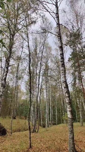 Осенний лес 🍁❤️ #осень #лес #природа #отдых #семья