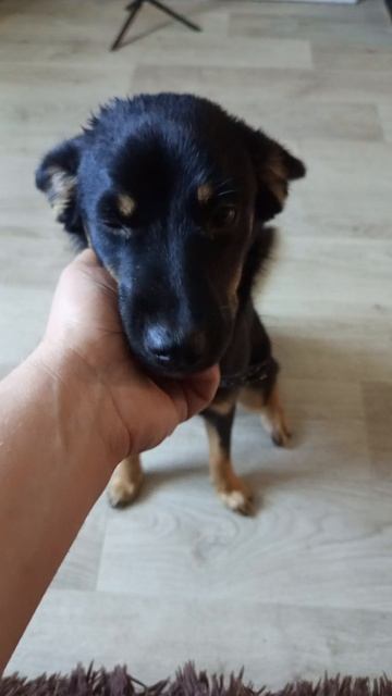 Милота #рутубшортс #собачка #милаясобачка #rutubeshorts #dogsshortsrutube #клипыссобачками #щенок