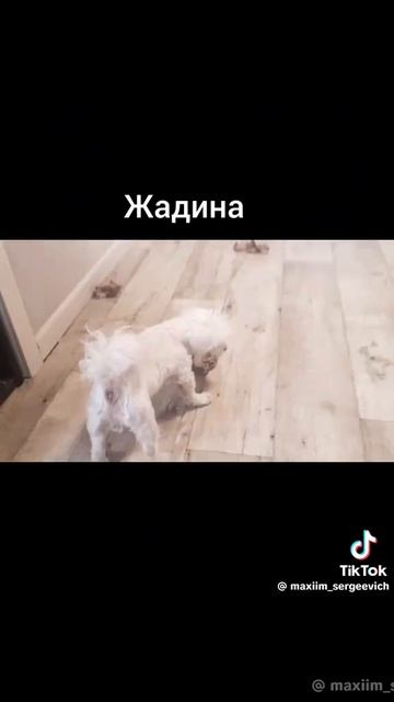 Жадина.
1000018234.mp4