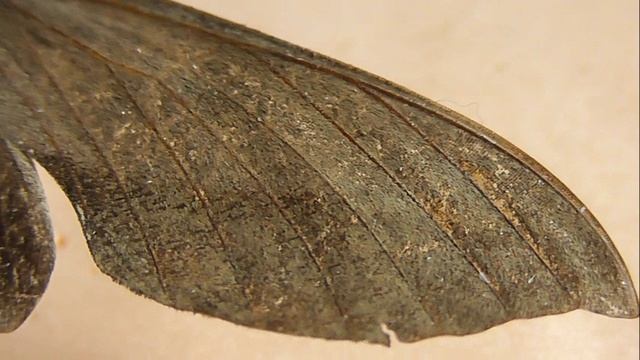 БРАЖНИКИ: 645. Xylophanes Rhodocera