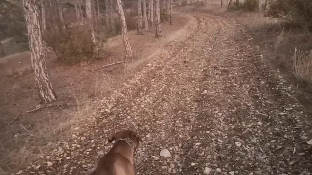 Размышлизмы о экоземледелии и эковиноградорстве в Крыму