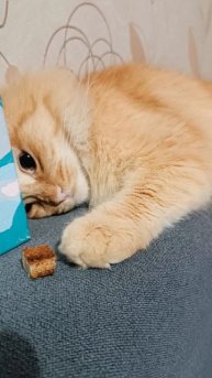 Сухарик грызет 😺😋🤭👍