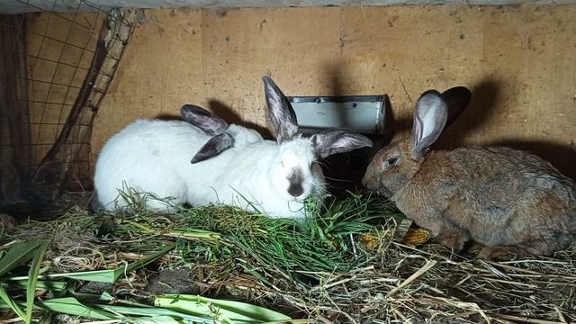 Кролики 85 ...