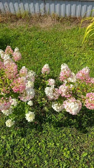 Любителям гортензий🌺😍