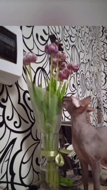 #юмор #приколы #лысый #кот #аватар #сфинкс #философия #история