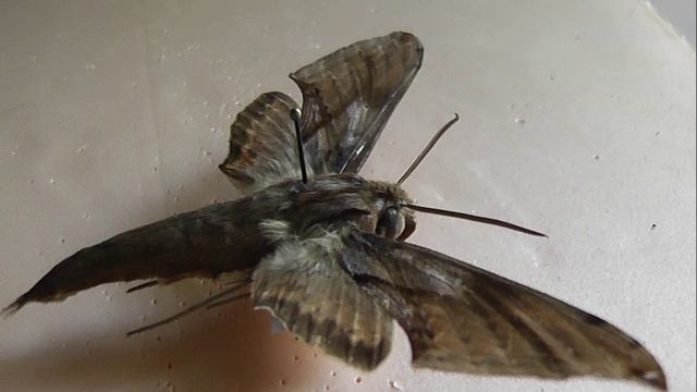БРАЖНИКИ: 644. Xylophanes rhodina