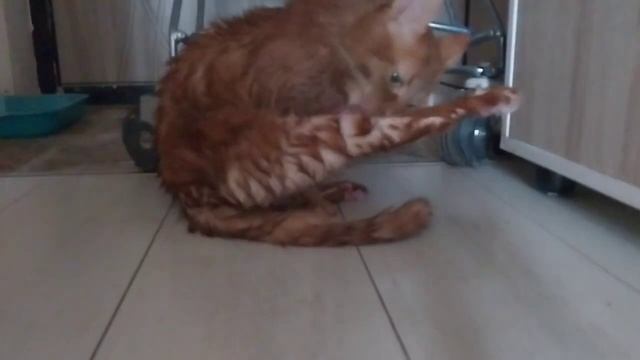 Кот Барсик - рыжий любимец 🐱 Хлопоты кота.Золотой пушистик: веселые будни рыего кота — умывание,