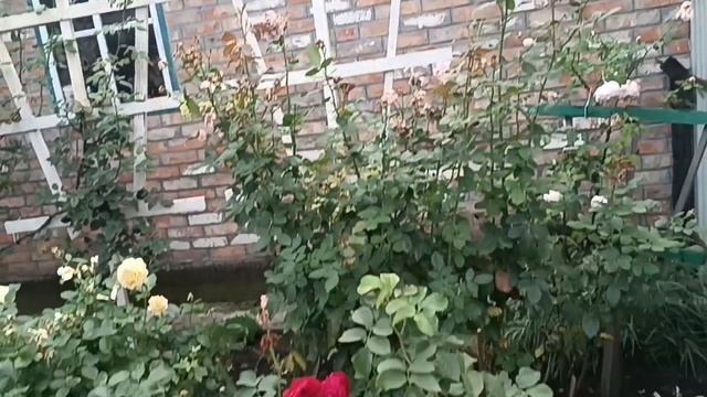 Розы осенью. 20. 09. 25 г.