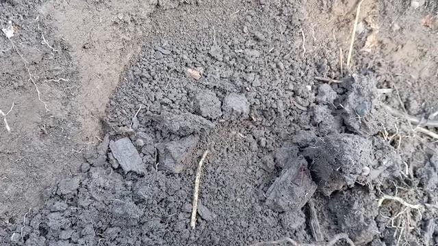 немного покопал и по собирал грибов. +8