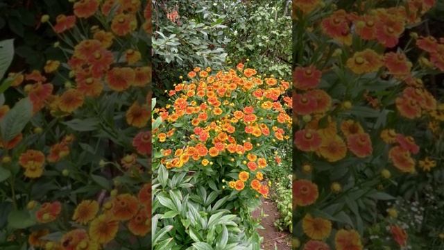 Яркие краски лета: цветы апреля - сентября. Есть глаза у цветов.