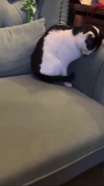 Кружочек котевича. Распространить!