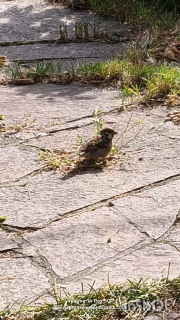 Молодой воробей 🐦⬛ 18.09.2025