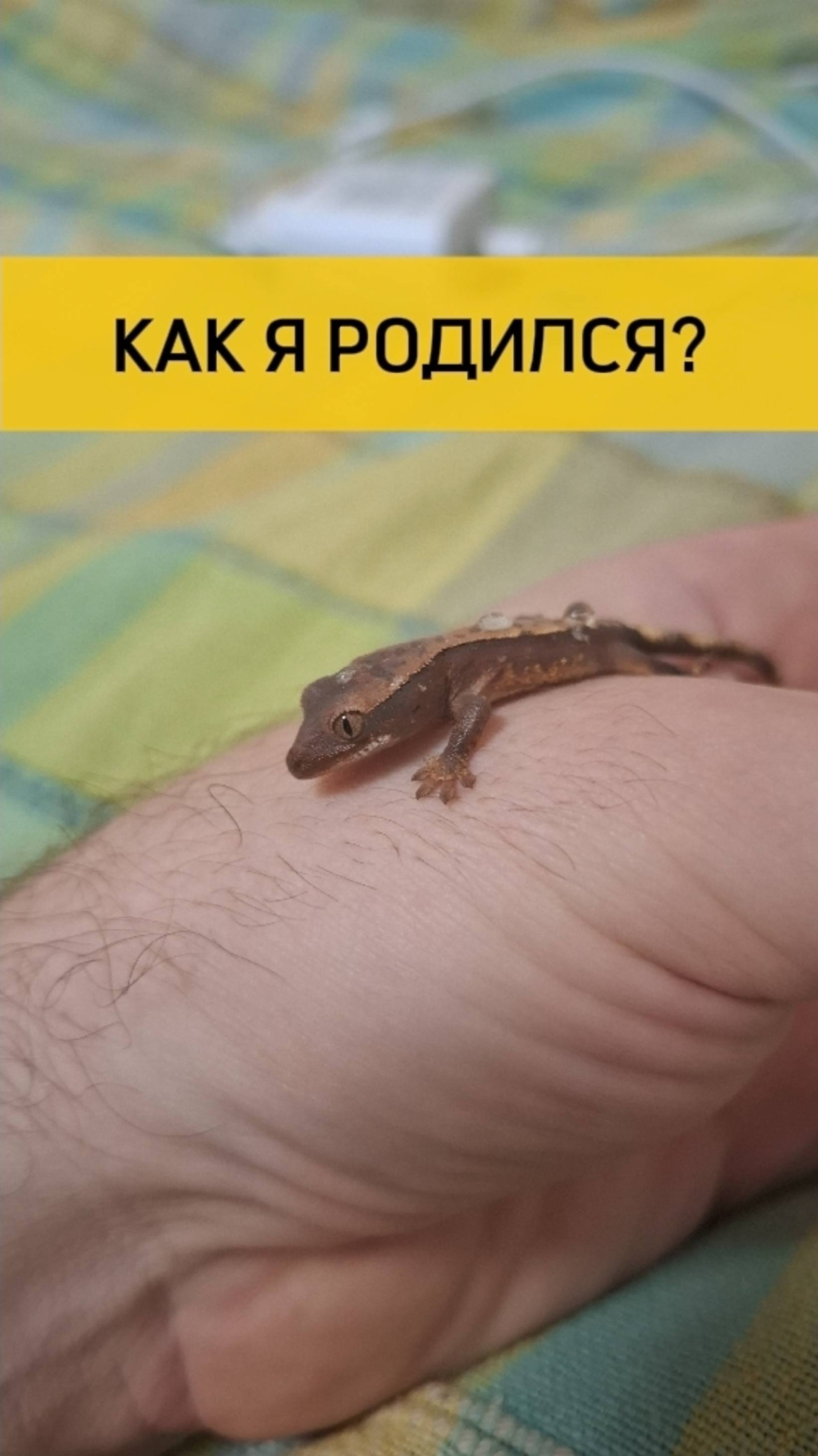 Как рождаются бананоеды?