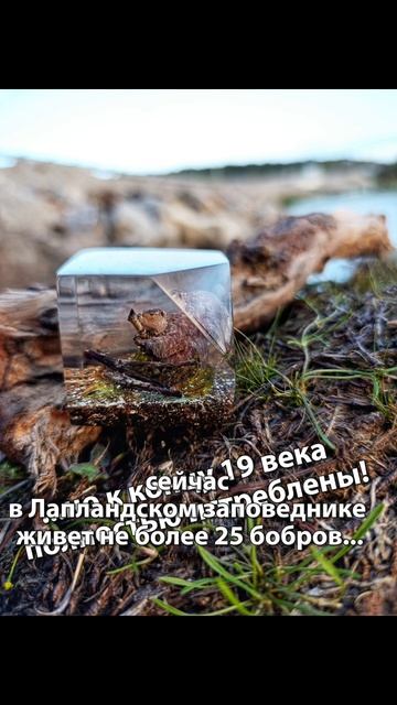 бобры Мурманской области