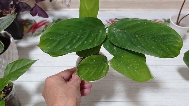 Комнатные растения/ цветы. Новинки лета.