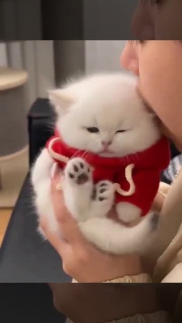 объясните свою милость ❤