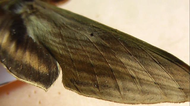 БРАЖНИКИ: 642. Xylophanes Pallescens