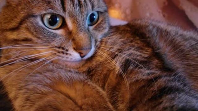 Кошки под Поля Мориа...