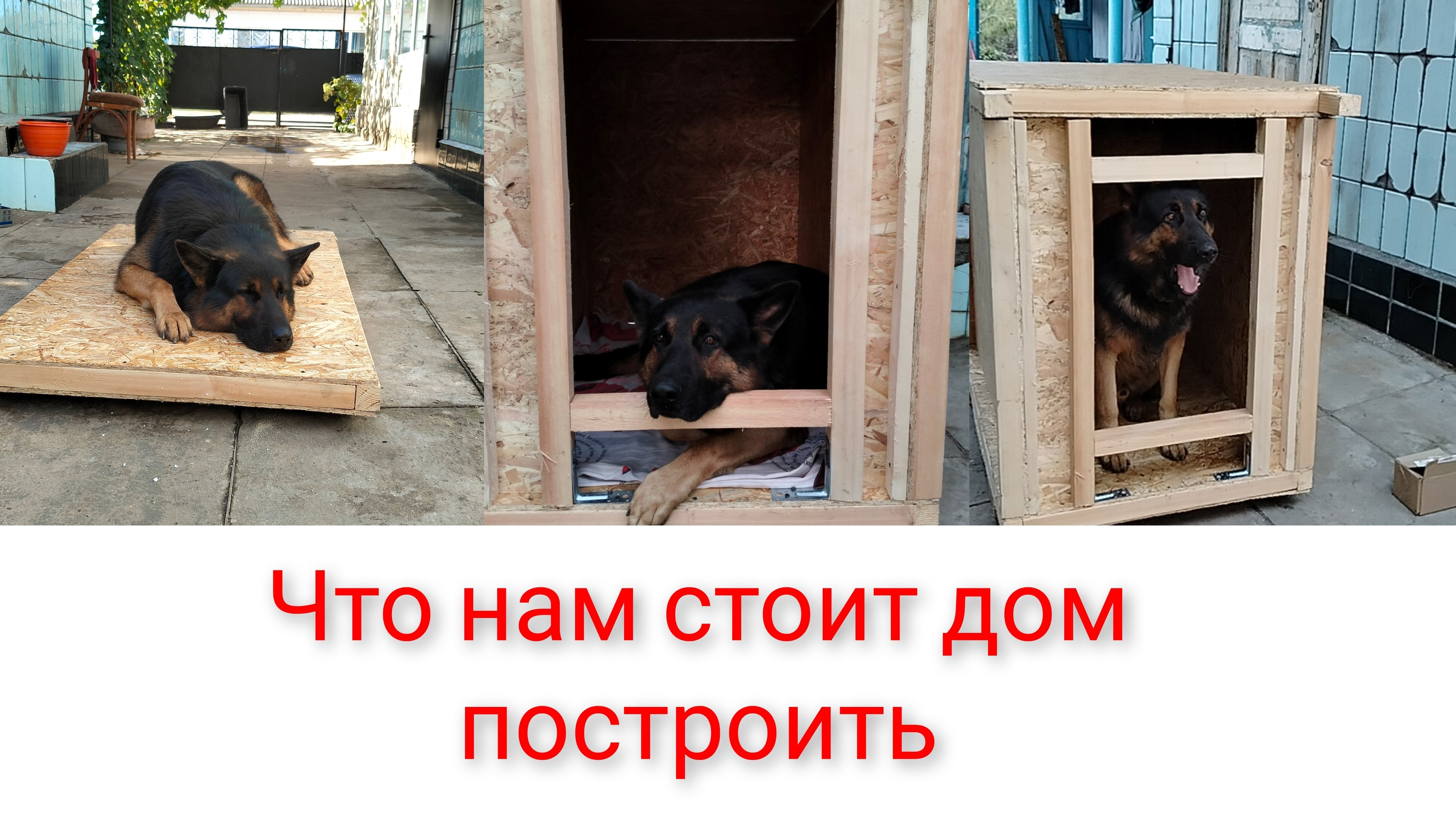 Что нам стоит дом построить.Собачья радость.