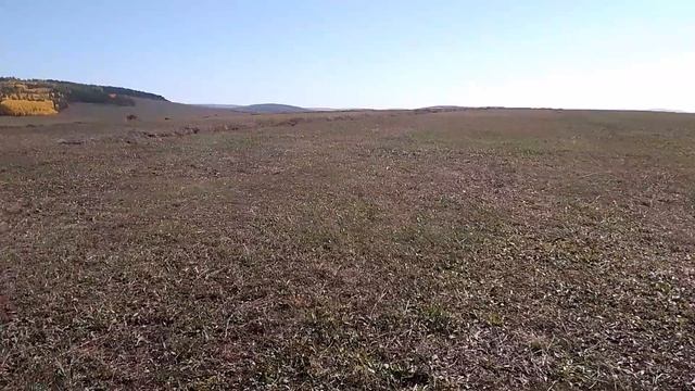 Трактора🚜 Т-16. Т-40 гребем сено. 20сентября 2025 год Иркутская область Усть- Удинский район