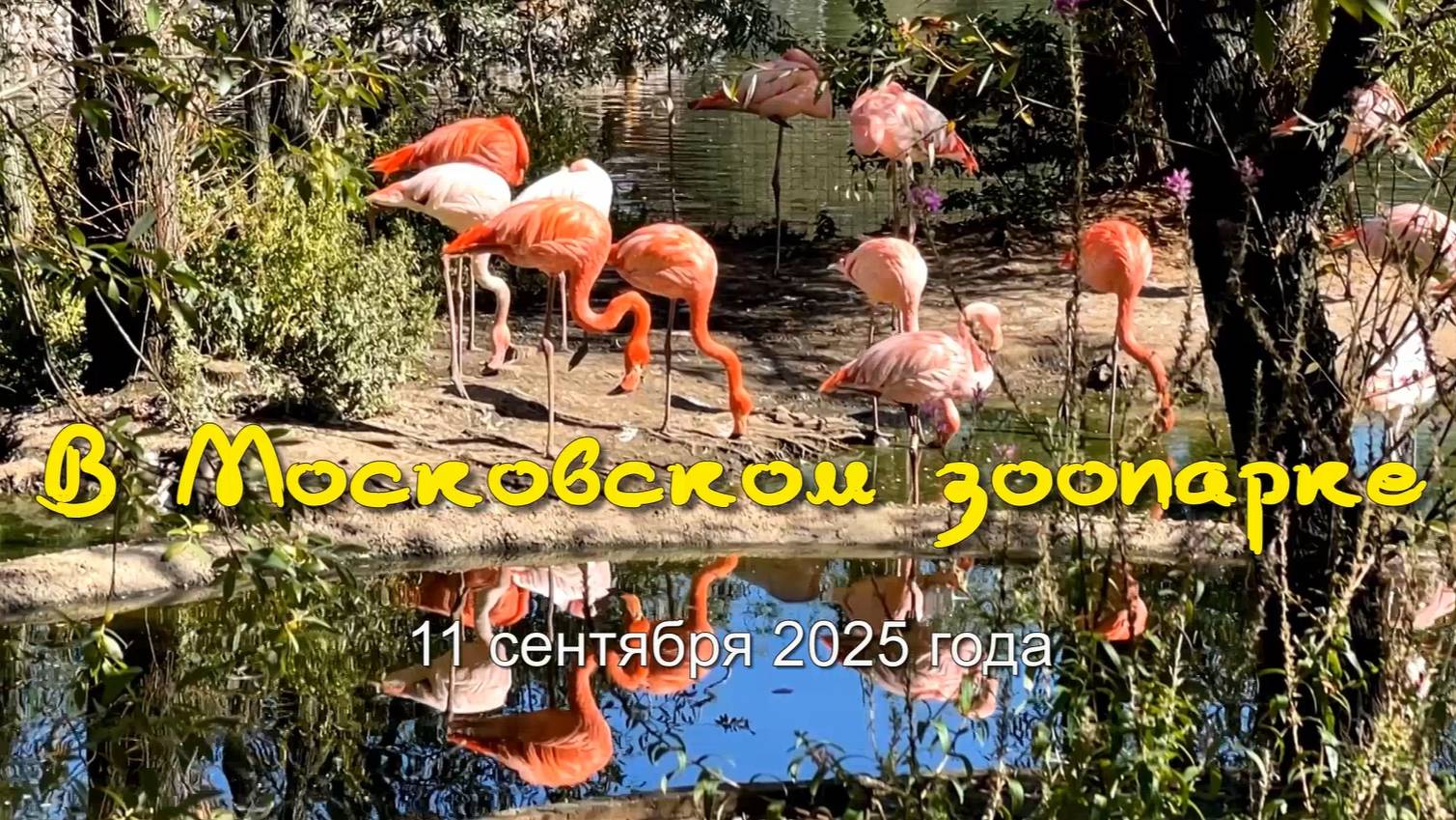 В Московском зоопарке