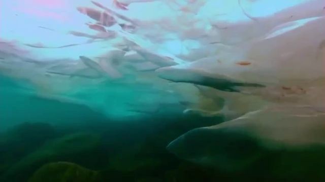 Очень красивое видео о природе