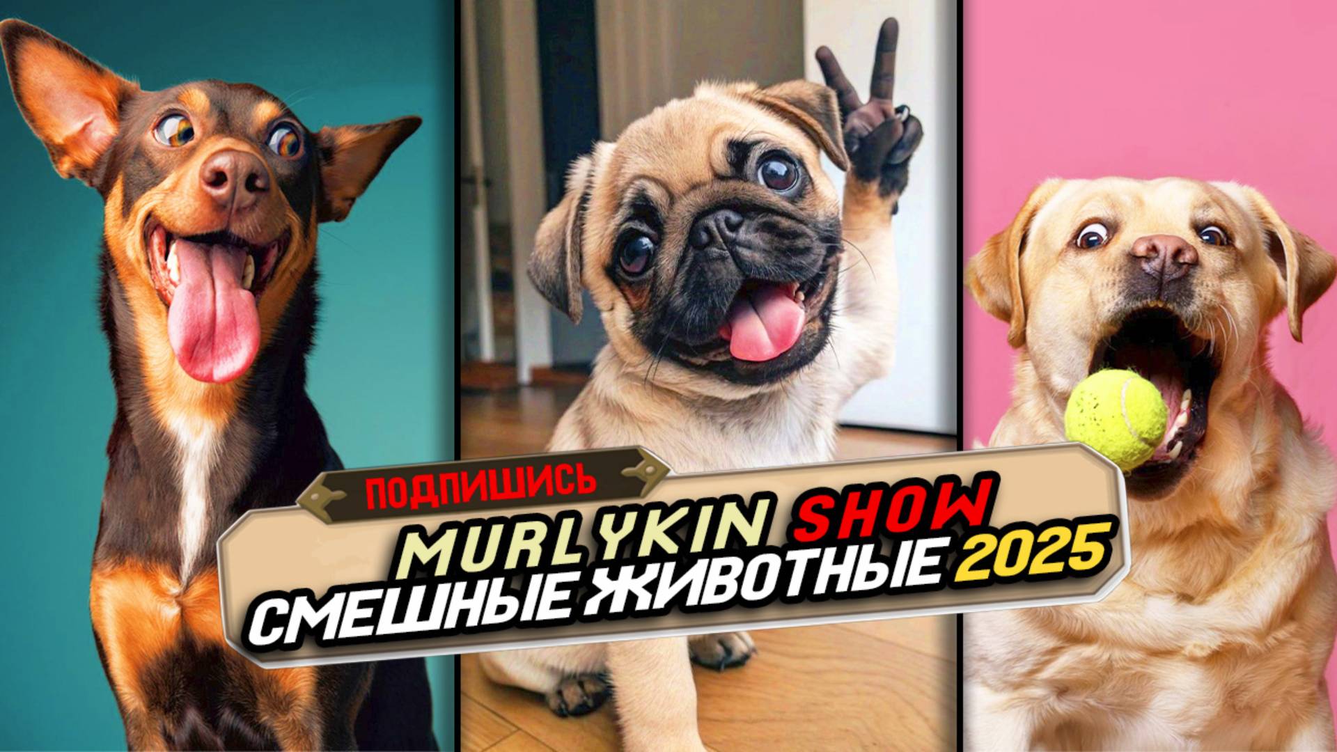 Я РЖАЛ ЦЕЛЫЙ ЧАС 😂 СМЕШНЫЕ ЖИВОТНЫЕ 2025 🐱 3 МИНУТЫ СМЕХА 😱 ЛУЧШИЕ ПРИКОЛЫ 2025 С КОТАМИ #6