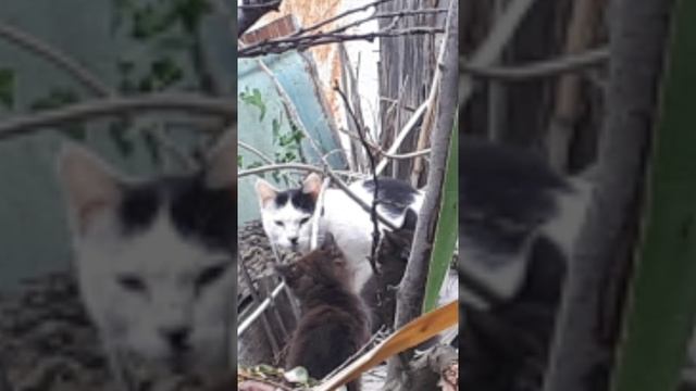 ОБЗОР ,ВЛОГ ДИКАЯ КОШКА ОКОТИЛАСЬ У НАС  ВО ДВОРЕ ПОД ДРОВАМИ КОРМИМ КАК СВОИХ
