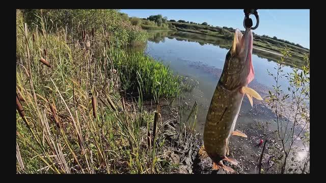 Эта приманка спасала всю рыбалку! Рыбалка в сентябре 2025! Ловим на колебалку Атом!