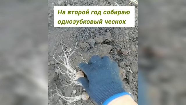 ЧЕСНОК. Обновляю семеной материал