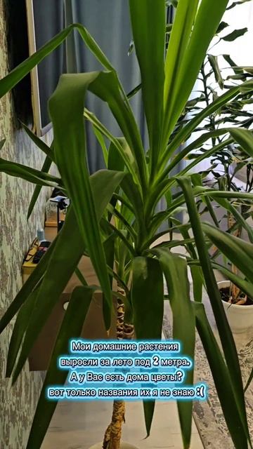 мои домашние растения ☘️