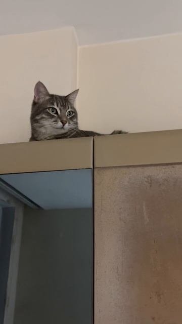 Милый котик на шкафу 😸