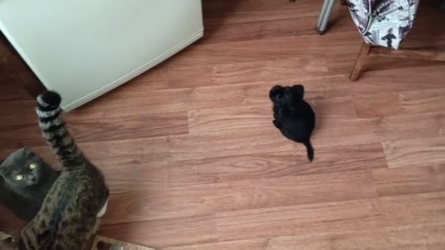 Мое весёлое утро)