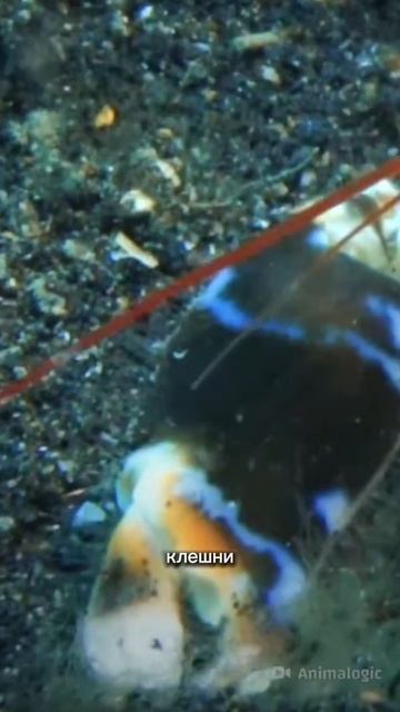 КРЕВЕТКА-ПУЛЯ #шортс #ютуб #ютубшортс #ютубшорт #факт #факты #youtubeshorts #shorts #youtube #fact