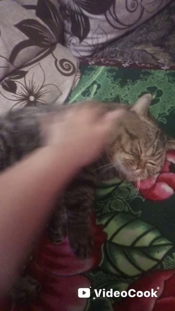 Милый котик 😺