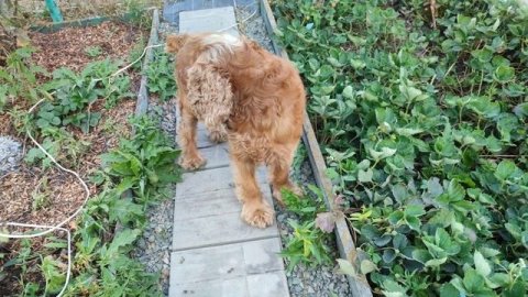 Ричи ест клубнику))