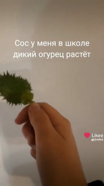 Дикий огурец