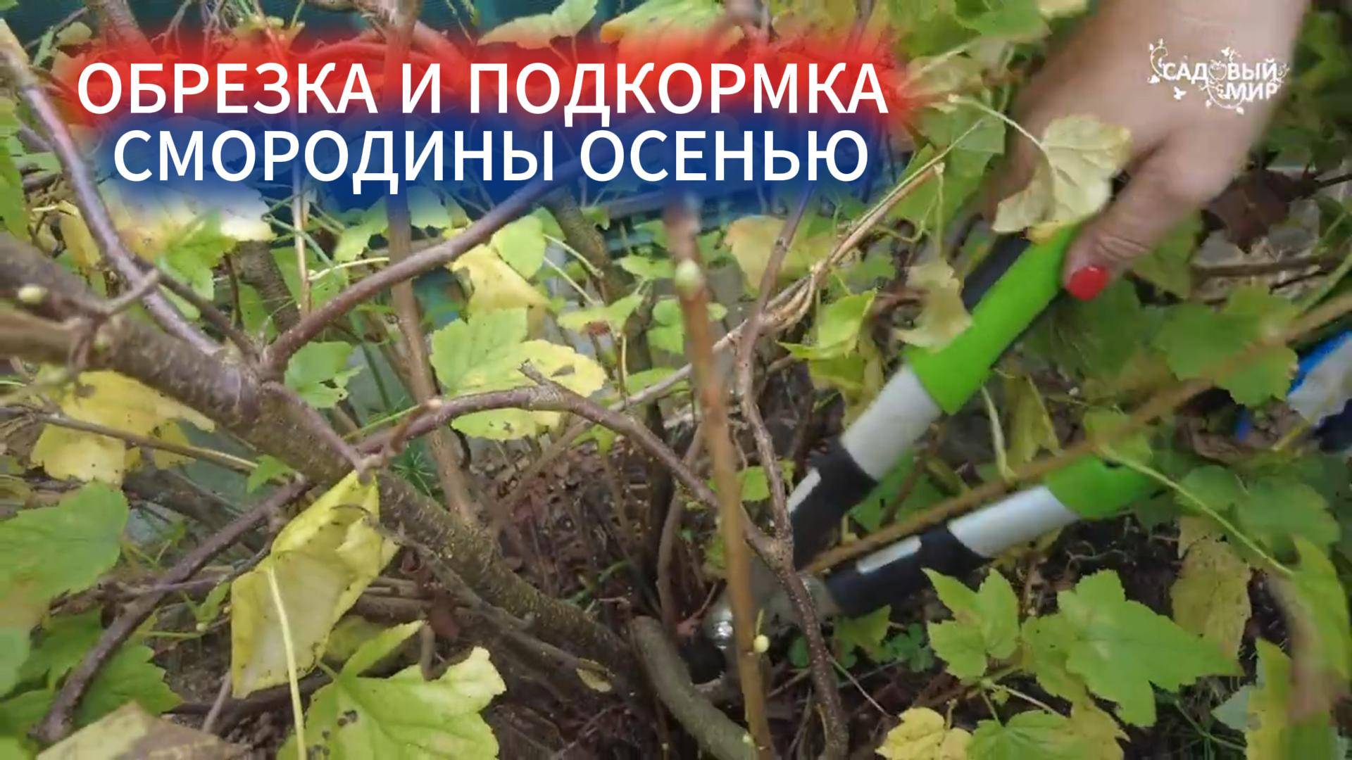 ПОДГОТОВКА СМОРОДИНЫ К ЗИМЕ. ОМОЛАЖИВАЮЩАЯ ОБРЕЗКА И УДОБРЕНИЕ ПОД КОРЕНЬ