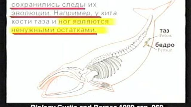 Кент Ховенд. СЕМИНАР 4: «ОБМАН В УЧЕБНИКАХ»
