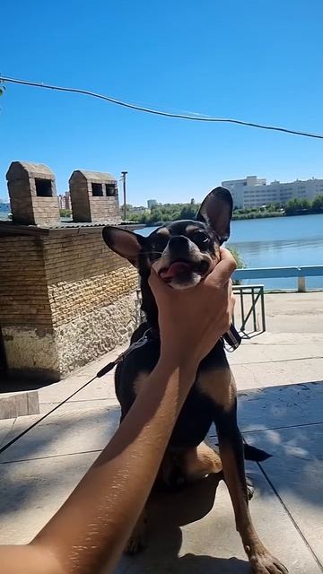 Смешная собака 🐕 🤪 Ни одна собака при съёмке не пострадала! #собака #тойтерьер #русскийтой