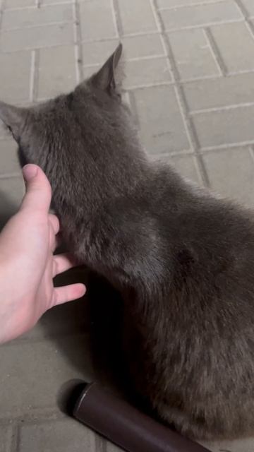 Кооооооооошечка