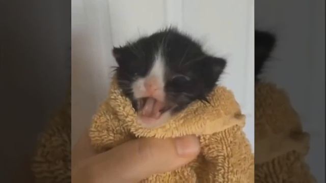 Котик