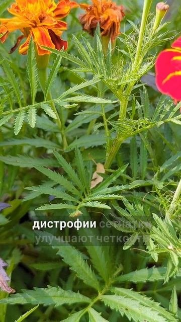 они омолаживают глаза и зрение