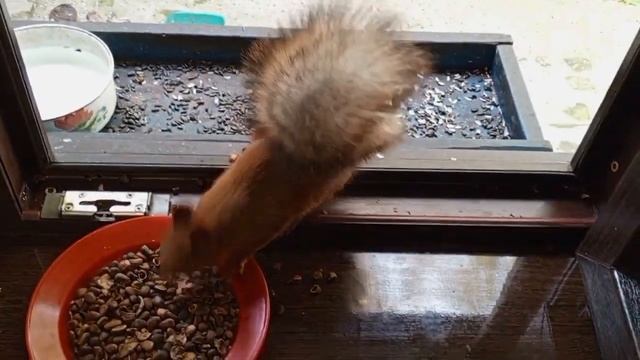 воскресное пополнение зоопарка