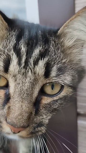 Кот